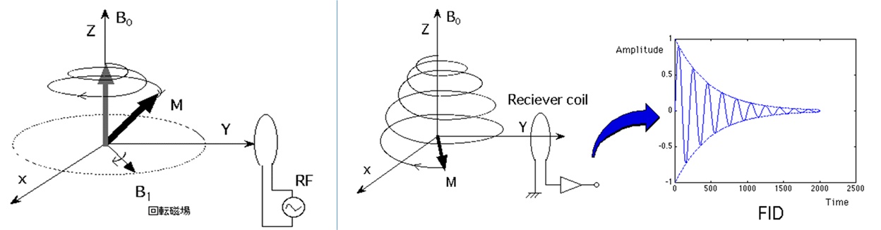 核磁気共鳴（歳差運動）と緩和模式図
