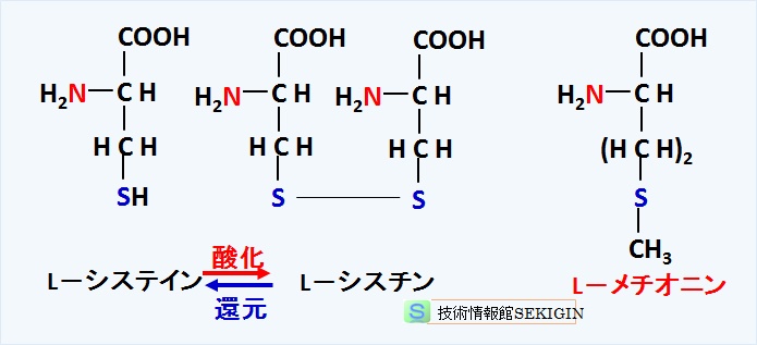 硫黄を含む中性アミノ酸
