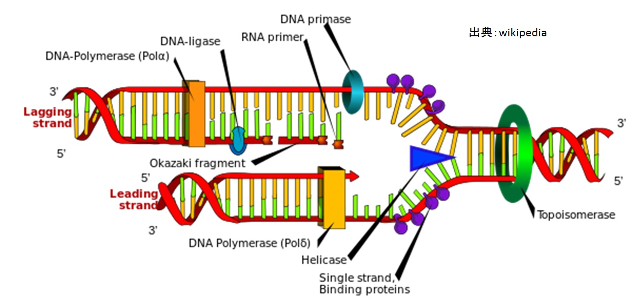  DNA 複製（模式図）
