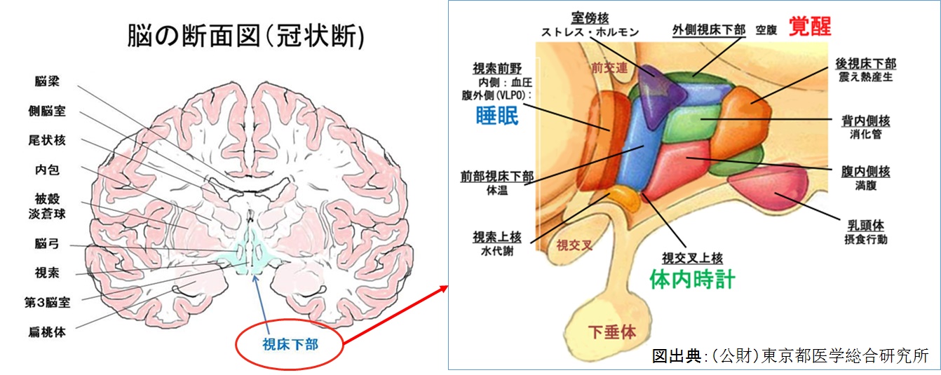 脳の構造（視床下部，下垂体）